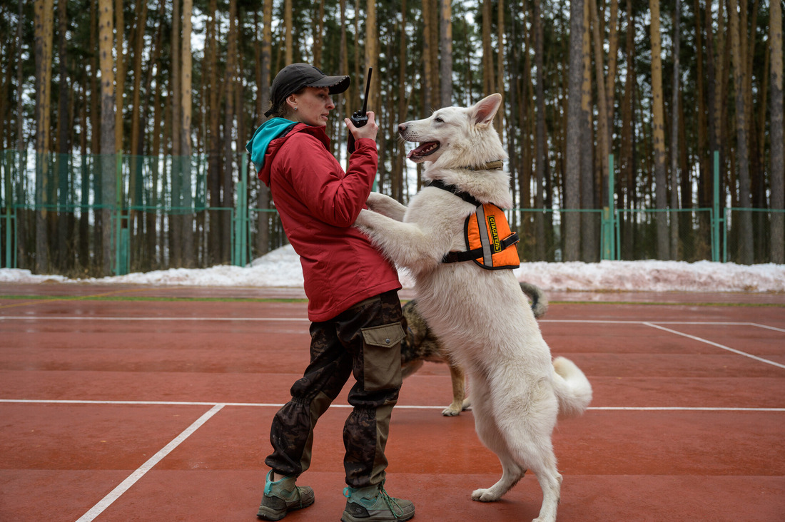 Специалисты поисково-спасательного отряда «ЛизаАлерт» рассказали, как собаки участвуют в поиске пропавших людей. Фото Антона Ширинина